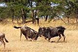 TANZANIA - Serengeti National Park - Lobo - 30